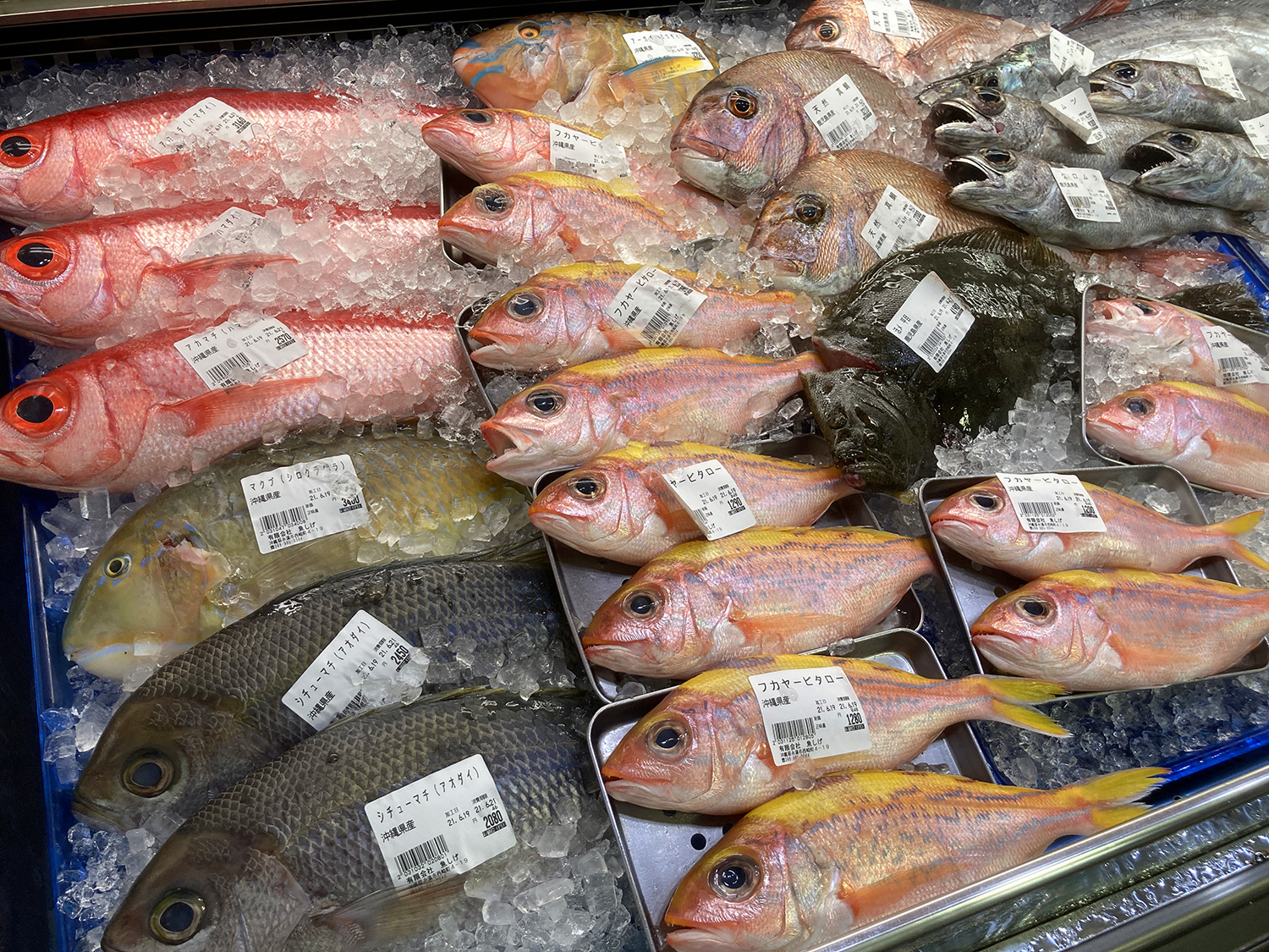 アカマチ、マクブ、シチューマチ、ビタローなど、沖縄の魚がたくさん。<br>目がキレイで新鮮そうです。