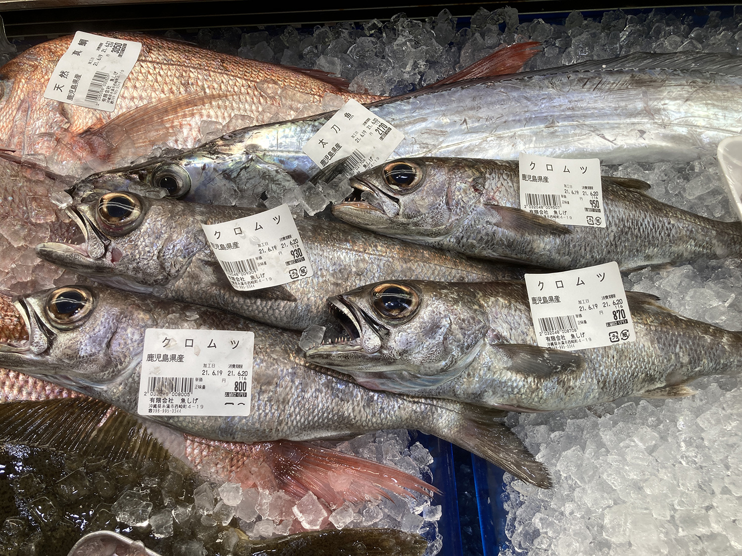 こちらも鹿児島県産のタチウオとクロムツ。<br>マイ方程式では「目が大きい魚＝美味しい魚」となっています。