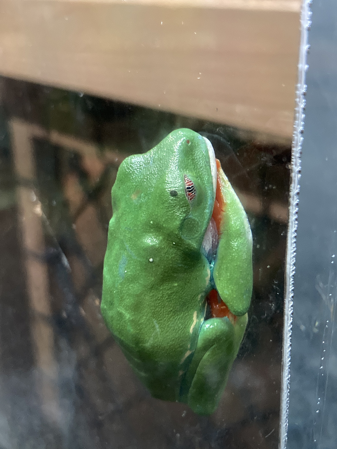 ガラスに張り付いたカエル。